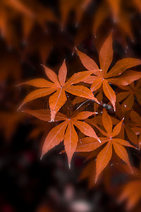 秋天摄影红黑简约枫叶