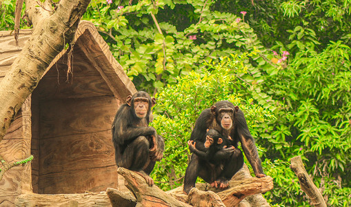 带猩猩头套的摄影照片_一家三口黑猩猩动物白天黑猩猩动物园觅食摄影图配图