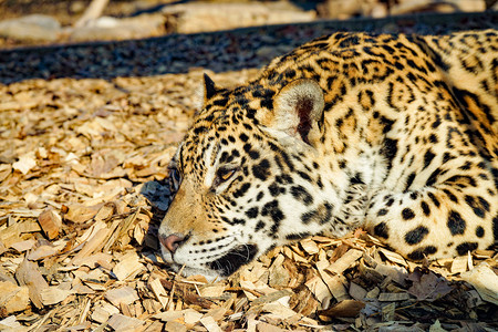 野生动物猎豹豹子白天豹子动物园跑摄影图配图