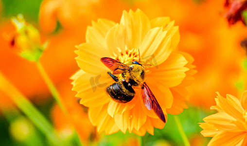 秋天昆虫世界白昼木蜂采蜜户外拍摄摄影图配图