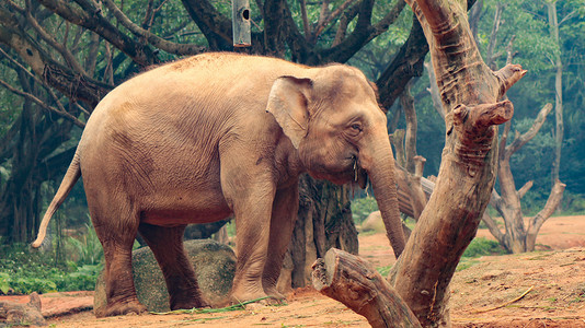 交警走路摄影照片_热带动物大象动物世界白天大象动物园走路摄影图配图