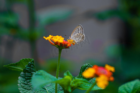 昆虫蝴蝶下午蝴蝶花园摄影摄影图配图