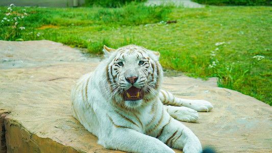 动物老虎白虎野生动物白天老虎白虎动物园草地卧着摄影图配图