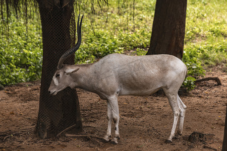 非洲羚羊上午动物路面拍摄摄影图配图
