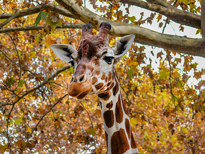 动物世界长颈鹿白天长颈鹿动物园长颈鹿摄影图配图