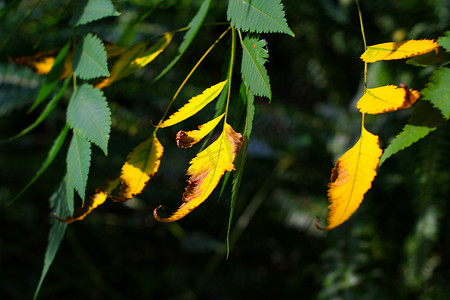 树叶早晨黄叶秋天特写摄影图配图