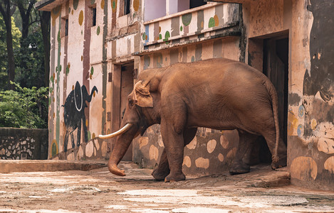 非洲大象上午动物路面拍摄摄影图配图