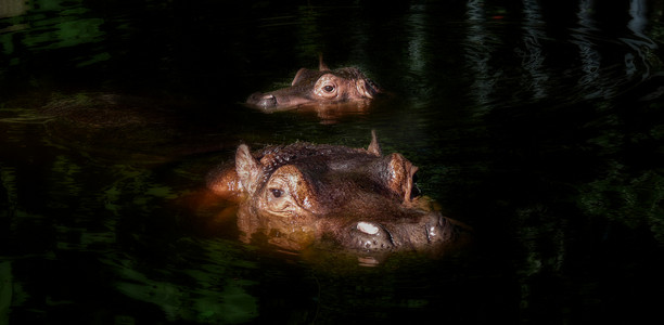 啤酒扔水里摄影照片_动物浮出水面的河马晚上河马水里浮摄影图配图