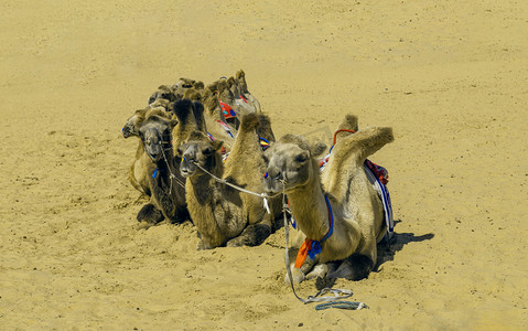 沙漠骆驼上午骆驼夏季素材摄影图配图