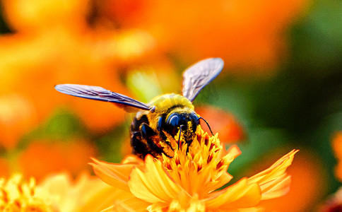 秋天自然风光白昼木蜂采蜜户外拍摄摄影图配图