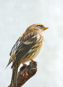动物鸟类金翅雀麻雀白天金翅雀麻雀动物园飞翔摄影图配图