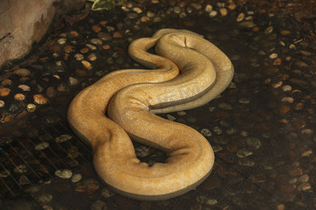 动物园内白化球蟒上午蟒蛇路面拍摄摄影图配图