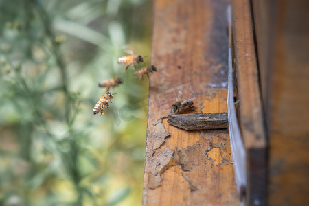 蜂窝蜜蜂下午蜜蜂农村无摄影图配图