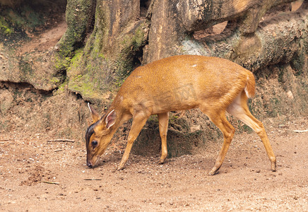 非洲小角鹿上午动物路面拍摄摄影图配图