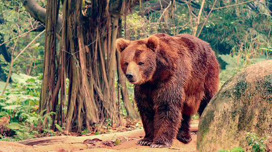 走路的小人简笔画摄影照片_野兽猛兽棕熊大熊白天棕熊动物园走路摄影图配图