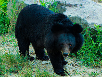 大狗熊小狗熊摄影照片_狗熊野兽动物世界白天狗熊动物园走路摄影图配图