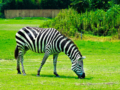 斑马草地动物世界白天斑马动物园草地吃草摄影图配图