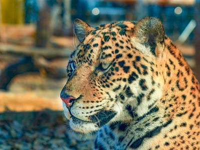 猎豹动物野兽豹子白天猎豹豹子动物园走路摄影图配图