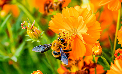 秋天自然风光白昼黄胸木蜂采蜜户外拍摄摄影图配图