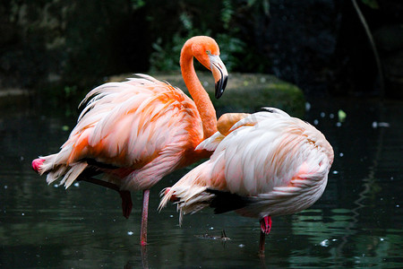 世界动物摄影照片_动物园火烈鸟特写白天火烈鸟动物园水面觅食摄影图配图