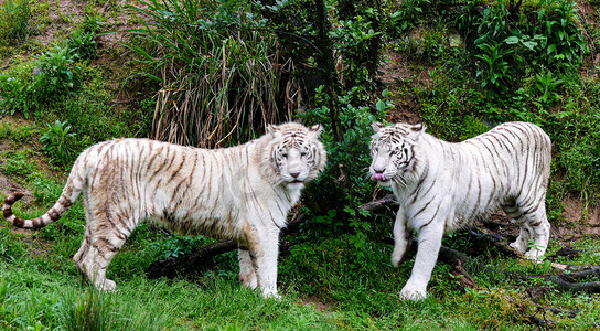 动物野兽老虎白虎两只白天两只白虎动物园老虎摄影图配图