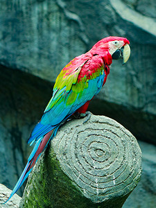 金刚鹦鹉动物鸟类白天金刚鹦鹉动物园鸟类摄影图配图