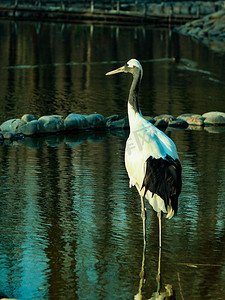 动物鸟类丹顶鹤仙鹤白鹤白天白鹤丹顶鹤动物园湖边捕鱼摄影图配图