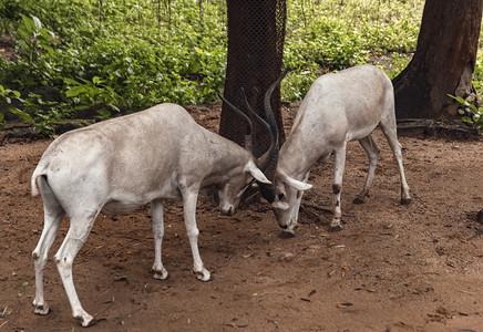 珍惜动物摄影照片_非洲羚羊斗殴上午动物路面拍摄摄影图配图