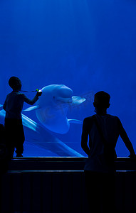 游动海豚摄影照片_观看夏天海豚海洋馆游泳摄影图配图