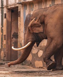 保护爱护摄影照片_大象象牙上午动物路面拍摄摄影图配图