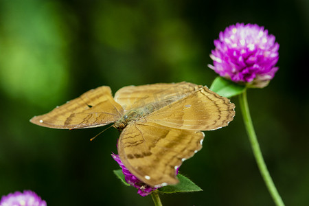 白天户外一只黄蝴蝶在秋花上采蜜摄影图配图