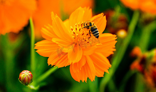 花头摄影照片_秋天自然风光白昼蜜蜂采蜜户外拍摄摄影图配图