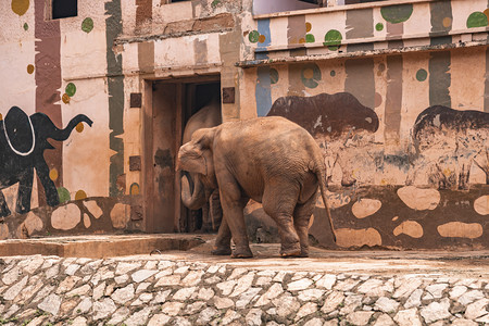 珍惜动物摄影照片_广州动物园大象上午动物路面拍摄摄影图配图