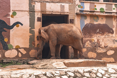 动物园大象行走动物路面拍摄摄影图配图