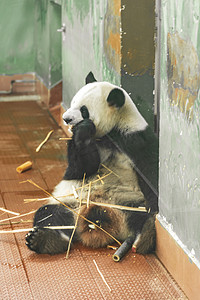 国宝熊猫上午建筑路面拍摄摄影图配图