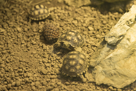 巴西小龟上午动物路面拍摄摄影图配图