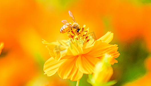 秋天昆虫世界白昼蜜蜂采蜜户外拍摄摄影图配图