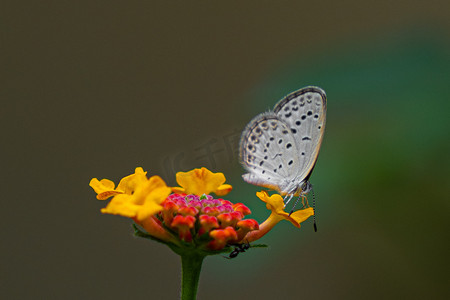 漂亮的蝴蝶花蝴蝶花园摄影摄影图配图