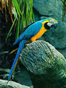 飞禽摄影照片_蓝色鹦鹉金刚鹦鹉鸟类白天金刚鹦鹉动物园飞摄影图配图