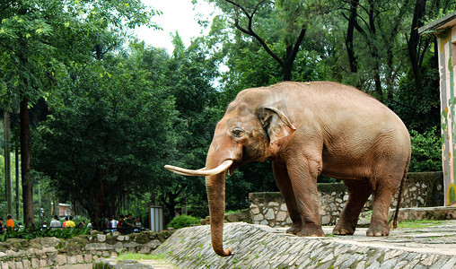 大象滑滑梯摄影照片_热带动物大象白天大象动物园表演摄影图配图