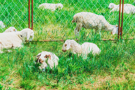 羊群草原摄影照片_牧羊白天羊群草原动物摄影图配图