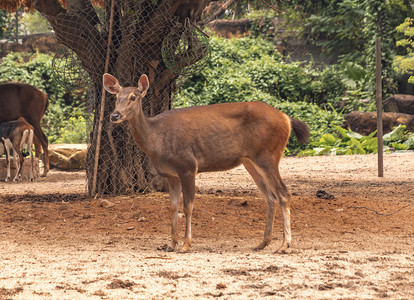 动物园内小鹿上午动物路面拍摄摄影图配图