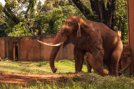 动物园内大象象牙动物路面拍摄摄影图配图