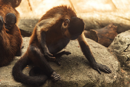 黑猴子动物路面拍摄摄影图配图