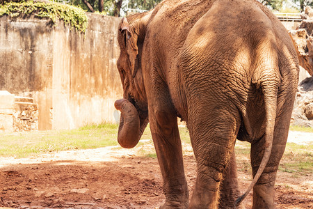 动物园内大象动物路面拍摄摄影图配图