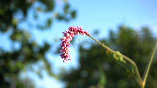 唯美阳光下乡村野花植物温暖治愈意境