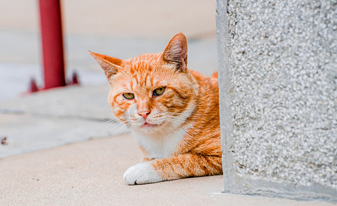 动物主题白昼一只猫户外地面注视镜头摄影图配图