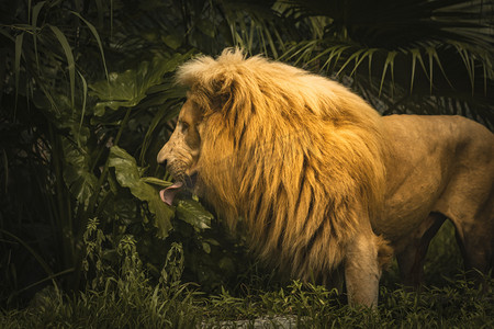动物园内雄狮动物路面拍摄摄影图配图
