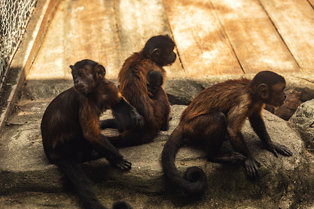 动物园内猴子动物路面拍摄摄影图配图