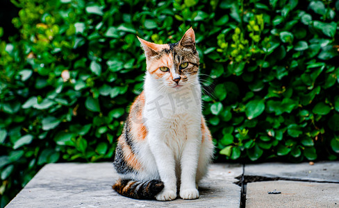 流浪猫摄影照片_动物主题白昼一只猫户外坐着摄影图配图